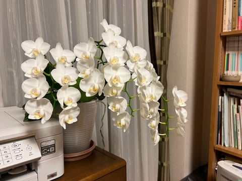 見事に満開に咲いてくれた胡蝶蘭。2年目なのに可憐な白い花がきれいです。鉢の外に､細くて緑色をした根が一杯伸びています。