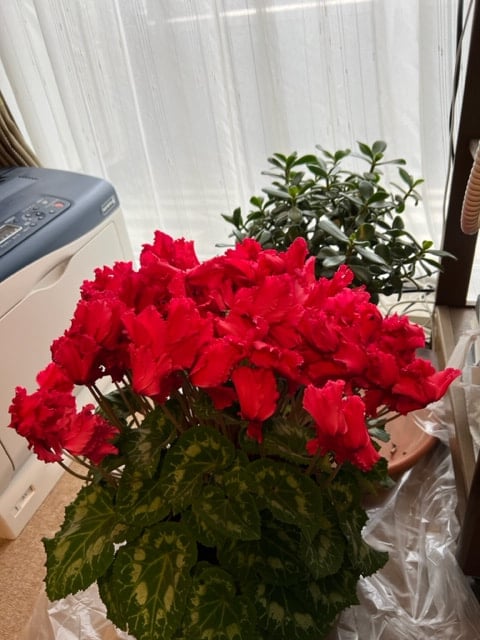 窓際に並べておかれているシクラメンの鉢と，名前も知らない慣用植物の写真、手前のシクラメンは，真っ赤な花が今咲き誇っています。